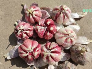 食用蔬菜種子市場 品種、趨勢與批發報價指南
